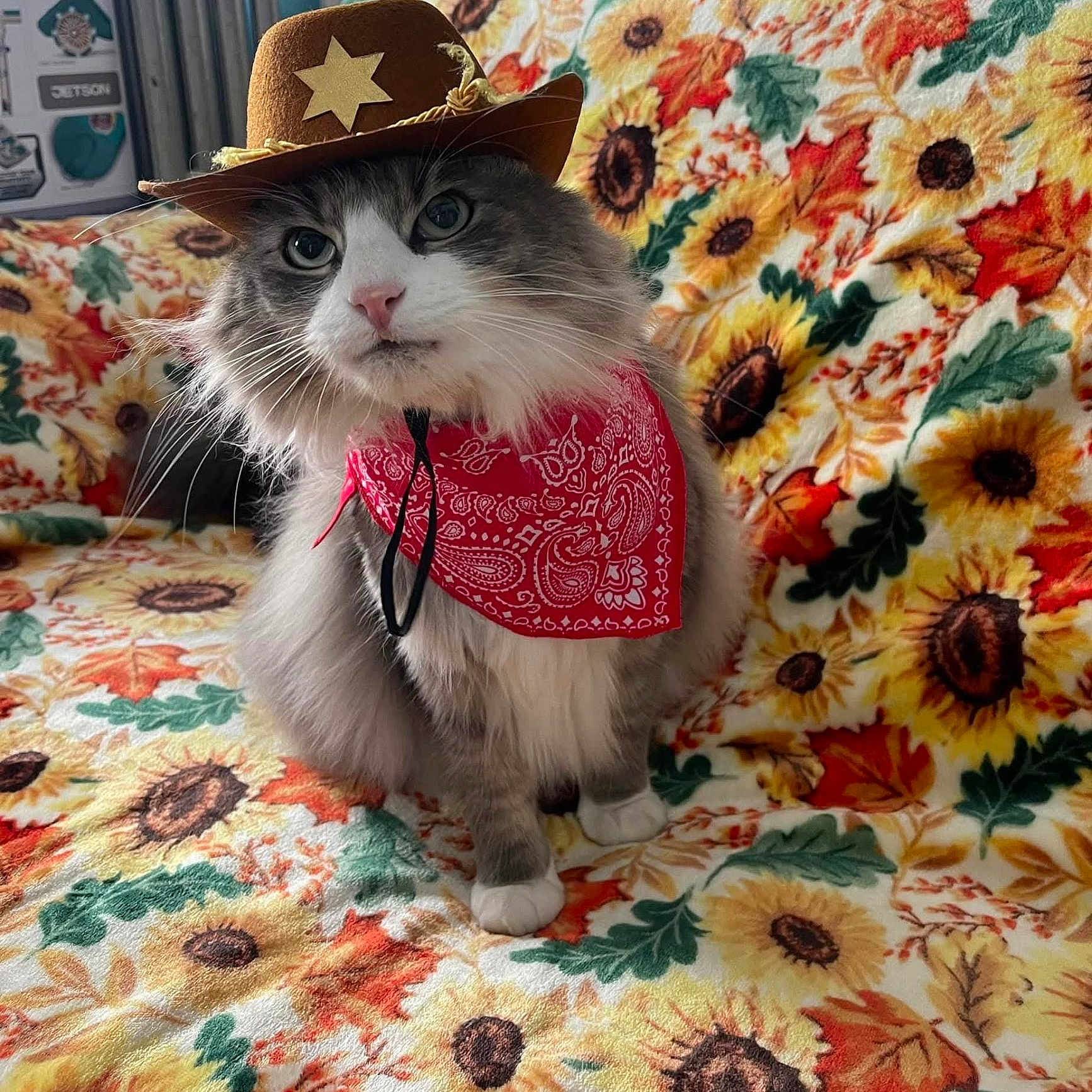 Napo joined the competition — help win amazing prizes! animal, autumn_leaves, bandana, blanket, cat, costume, cowboy_hat, cozy, cute, domestic_cat, eyes, fluffy, fur, indoor, pet, pink_nose, portrait, sitting, sunflower_pattern, whiskers
