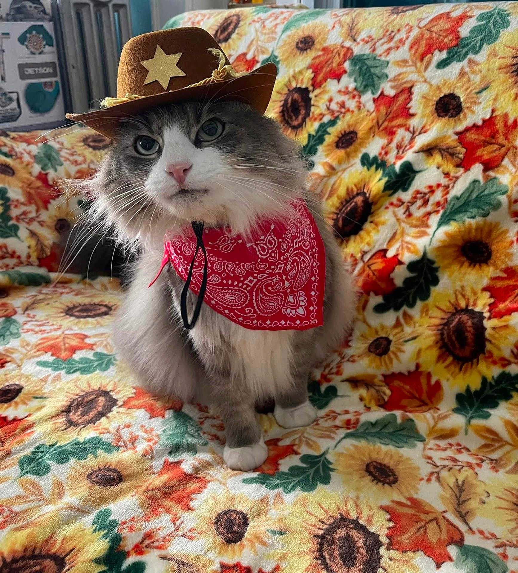 Napo joined the competition — help win amazing prizes! cat, cowboy_hat, bandana, fluffy, pet, indoor, blanket, sunflower_pattern, autumn_leaves, cute, costume, animal, domestic_cat, sitting, fur, whiskers, pink_nose, eyes, portrait, cozy