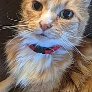 Steave is registered to the contest to win money with this photo: cat, orange_tabby, fluffy, close_up, whiskers, collar, pet, feline, indoor, relaxed, animal, cute, mammal, fur, face, portrait, eyes, resting, domestic, companion