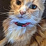 cat, orange_tabby, fluffy, close_up, whiskers, collar, pet, feline, indoor, relaxed, animal, cute, mammal, fur, face, portrait, eyes, resting, domestic, companion
