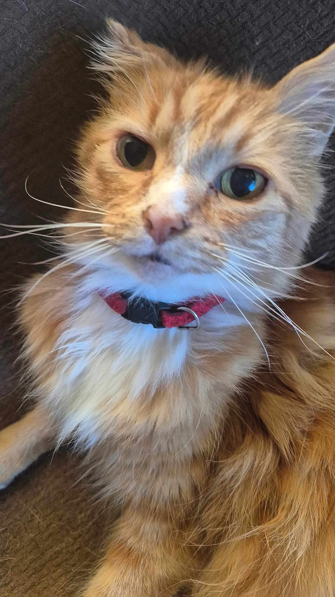 Steave is registered to the contest to win money with this photo: cat, orange_tabby, fluffy, close_up, whiskers, collar, pet, feline, indoor, relaxed, animal, cute, mammal, fur, face, portrait, eyes, resting, domestic, companion