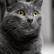 Paco a rejoint le concours — aidez-le/la à gagner de superbes lots ! abyssinian, angora, animal, blackcat, cat, gray, kitten, manx, pet, snout