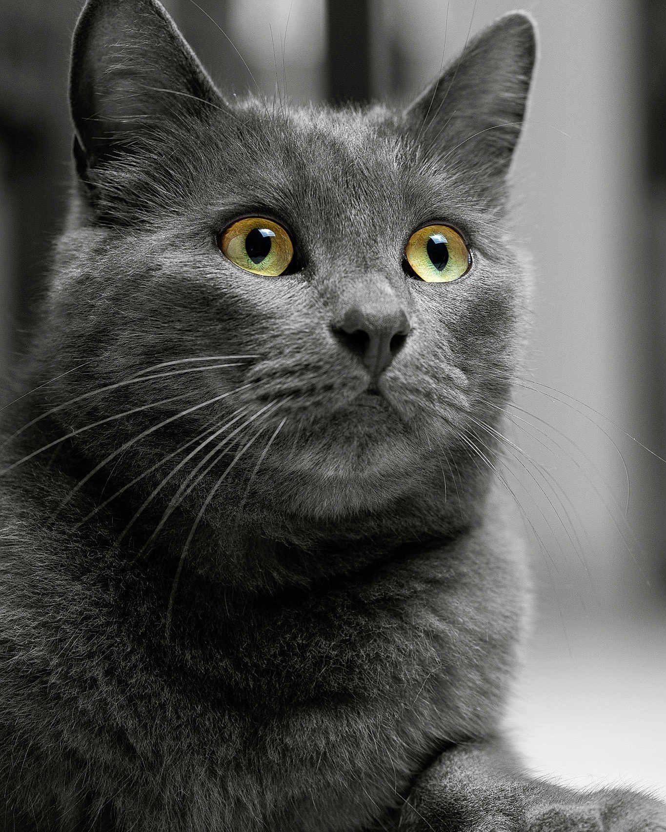 Paco a rejoint le concours — aidez-le/la à gagner de superbes lots ! abyssinian, angora, animal, blackcat, cat, gray, kitten, manx, pet, snout