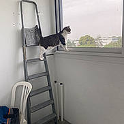 Yuki participe au concours pour gagner de l'argent avec cette photo : cat, tabby_cat, white_cat, animal, pet, ladder, windowsill, window, indoors, utility_room, climbing, standing, walking, curious, adventure, outdoor_view, trees, buildings, plastic_chair, home