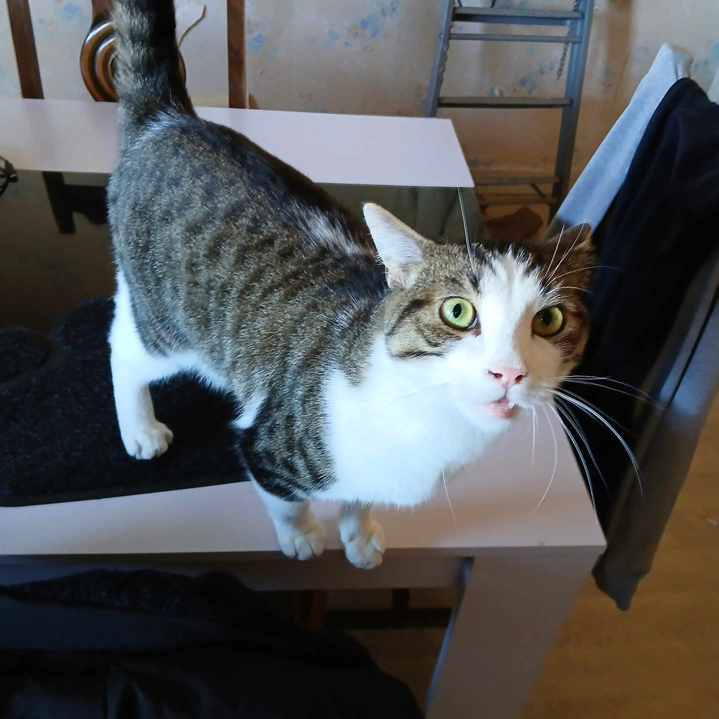 Yuki participe au concours pour gagner de l'argent avec cette photo : cat, tabby_cat, white_cat, pet, animal, standing, raised_tail, green_eyes, wide_eyed, whiskers, indoor, dining_room, table, chair, ladder, clothing, wood_floor, furniture, portrait, funny_expression