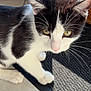 Oreo a rejoint le concours — aidez-le/la à gagner de superbes lots ! cat, black_and_white, yellow_eyes, whiskers, curious, indoor, floor, mat, tile, wooden_background, pet, animal, feline, close_up, natural_light, paw, fur, domestic, side_view, portrait