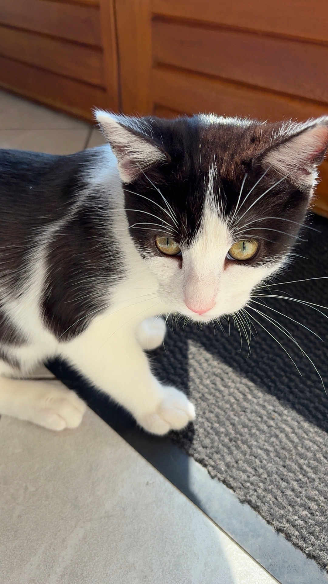 Oreo a rejoint le concours — aidez-le/la à gagner de superbes lots ! cat, black_and_white, yellow_eyes, whiskers, curious, indoor, floor, mat, tile, wooden_background, pet, animal, feline, close_up, natural_light, paw, fur, domestic, side_view, portrait