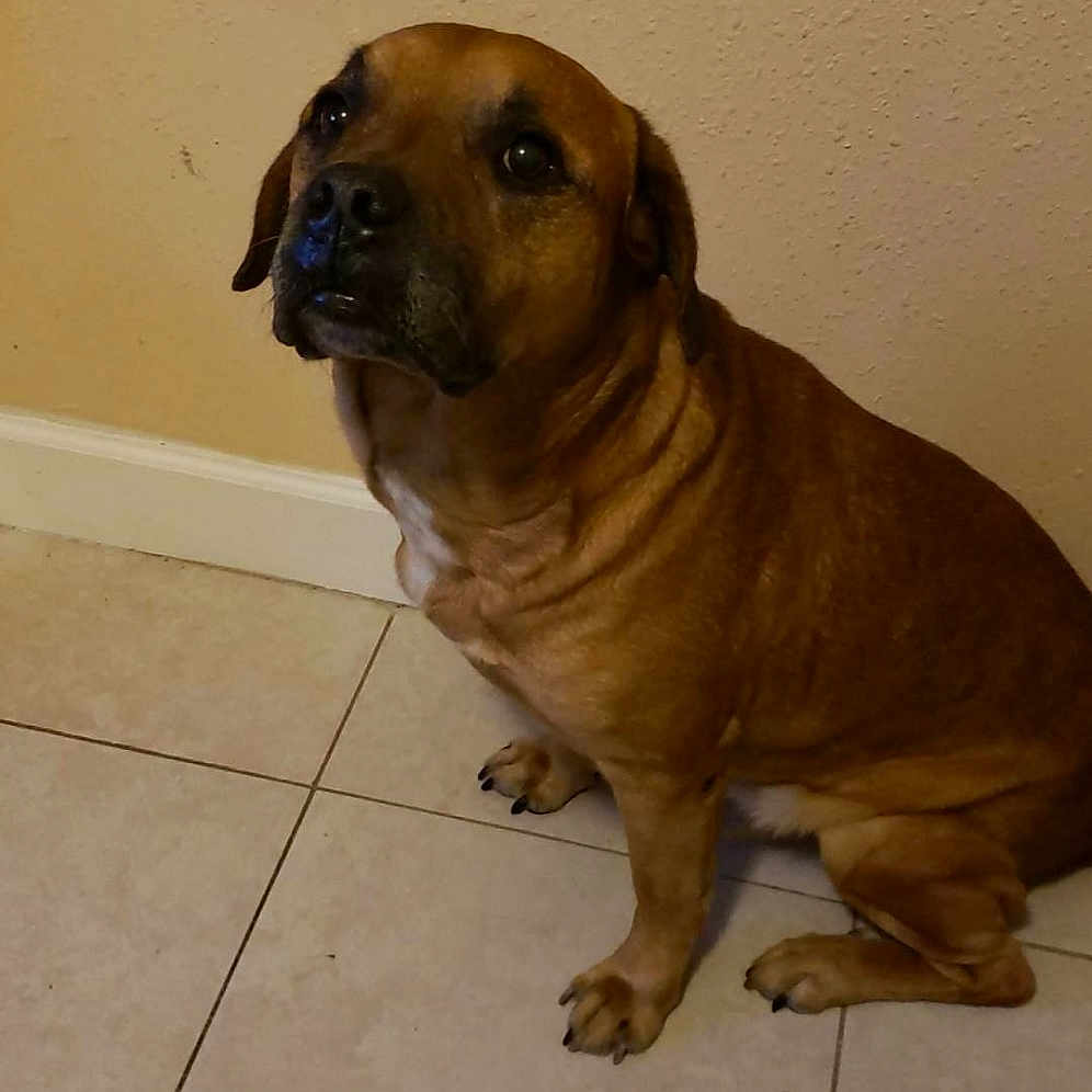 Buddy is registered to the contest to win money with this photo: boerboel, bullmastiff, canidae, carnivore, companion_dog, dog, dog_breed, fawn, fila_brasileiro, mammal, perro_de_presa_mallorquin, snout, vertebrate