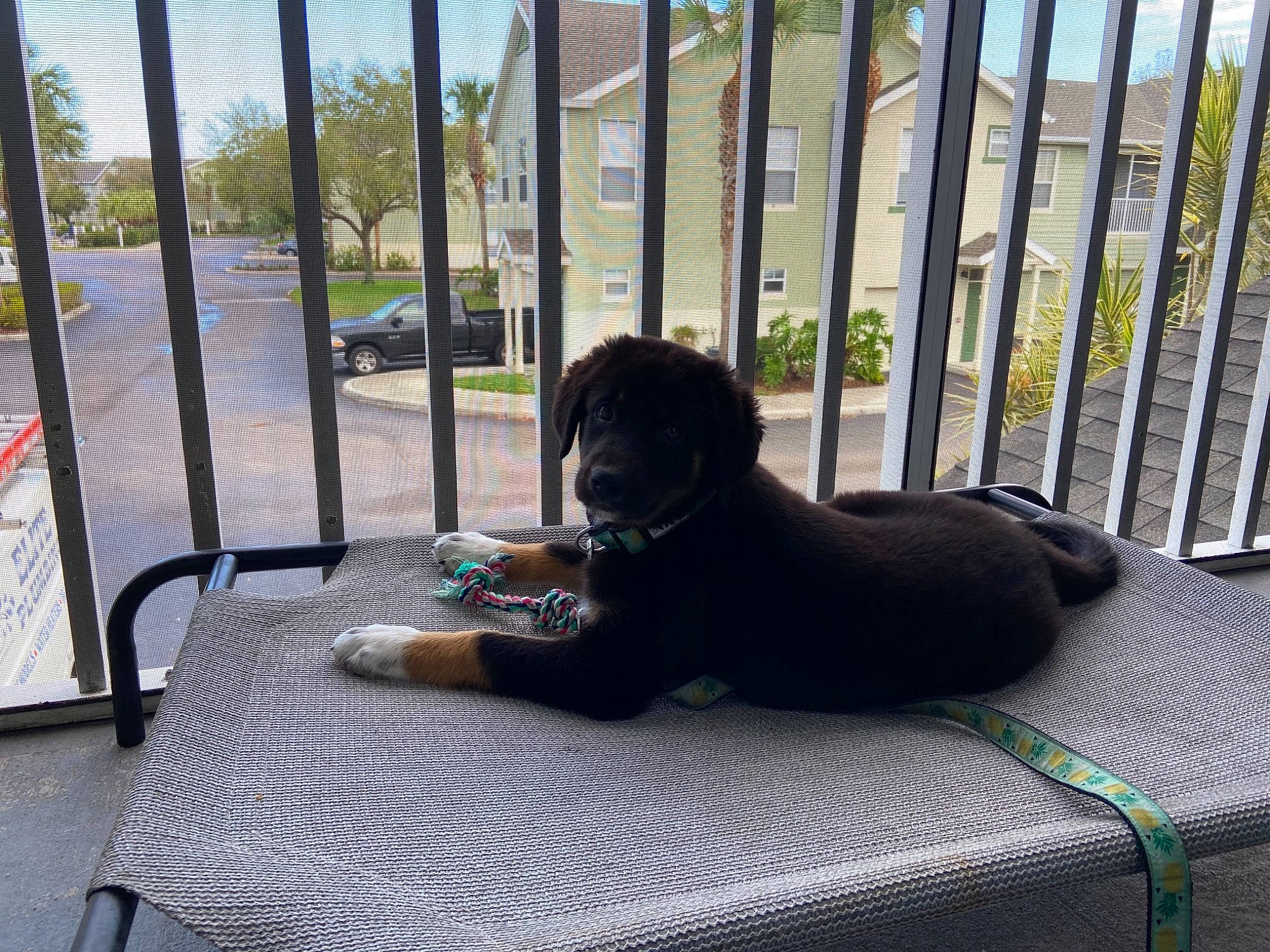 Athena is registered to the contest to win money with this photo: building, carnivore, comfort, companion_dog, dog, dog_breed, fawn, felidae, fence, flooring, grass, leisure, plant, porch, shade, sky, sporting_group, studio_couch, tail, tree