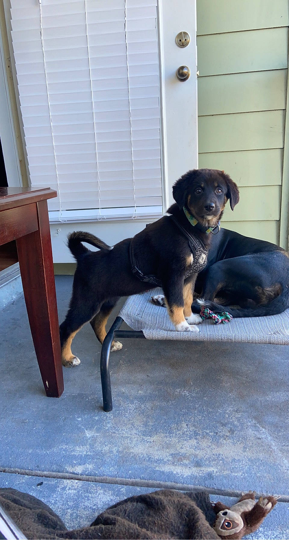 Athena joined the competition — help win amazing prizes! ball, borador, canidae, carnivore, comfort, companion_dog, dog, dog_breed, door, fawn, flooring, guard_dog, hardwood, mammal, snout, sporting_group, tail, wood, working_animal, working_dog