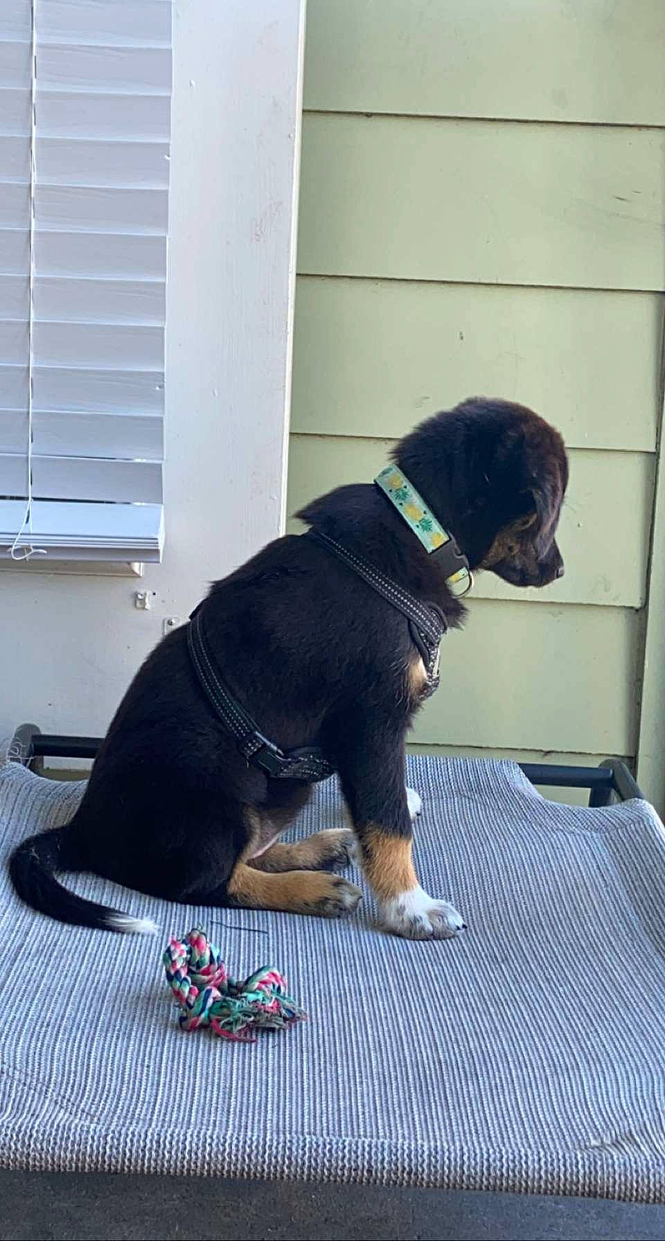 Athena joined the competition — help win amazing prizes! canidae, carnivore, collar, comfort, companion_dog, dog, dog_breed, dog_collar, dog_supply, fawn, flooring, insect, leash, pet_supply, snout, sporting_group, tail, window, window_blind, working_animal