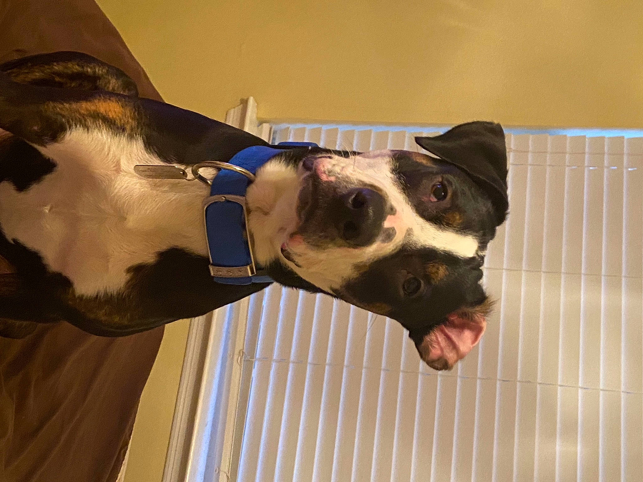 Percy is registered to the contest to win money with this photo: canidae, carnivore, collar, companion_dog, dog, dog_breed, dog_collar, dog_supply, fashion_accessory, fawn, gesture, jaw, leash, mammal, pet_supply, snout, sporting_group, vertebrate, whiskers, working_animal