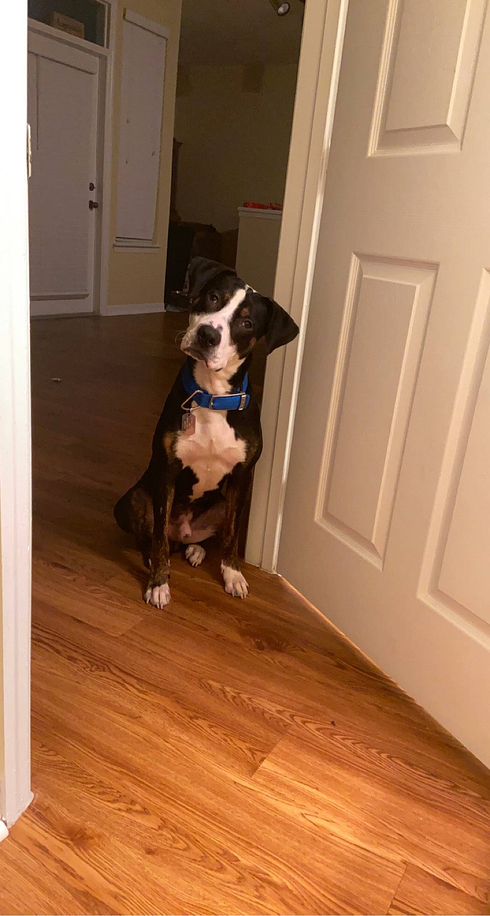 Percy joined the competition — help win amazing prizes! ball, brown, carnivore, companion_dog, dog, dog_breed, door, fawn, floor, flooring, hardwood, home_door, laminate_flooring, snout, sporting_group, tail, varnish, wood, wood_flooring, wood_stain