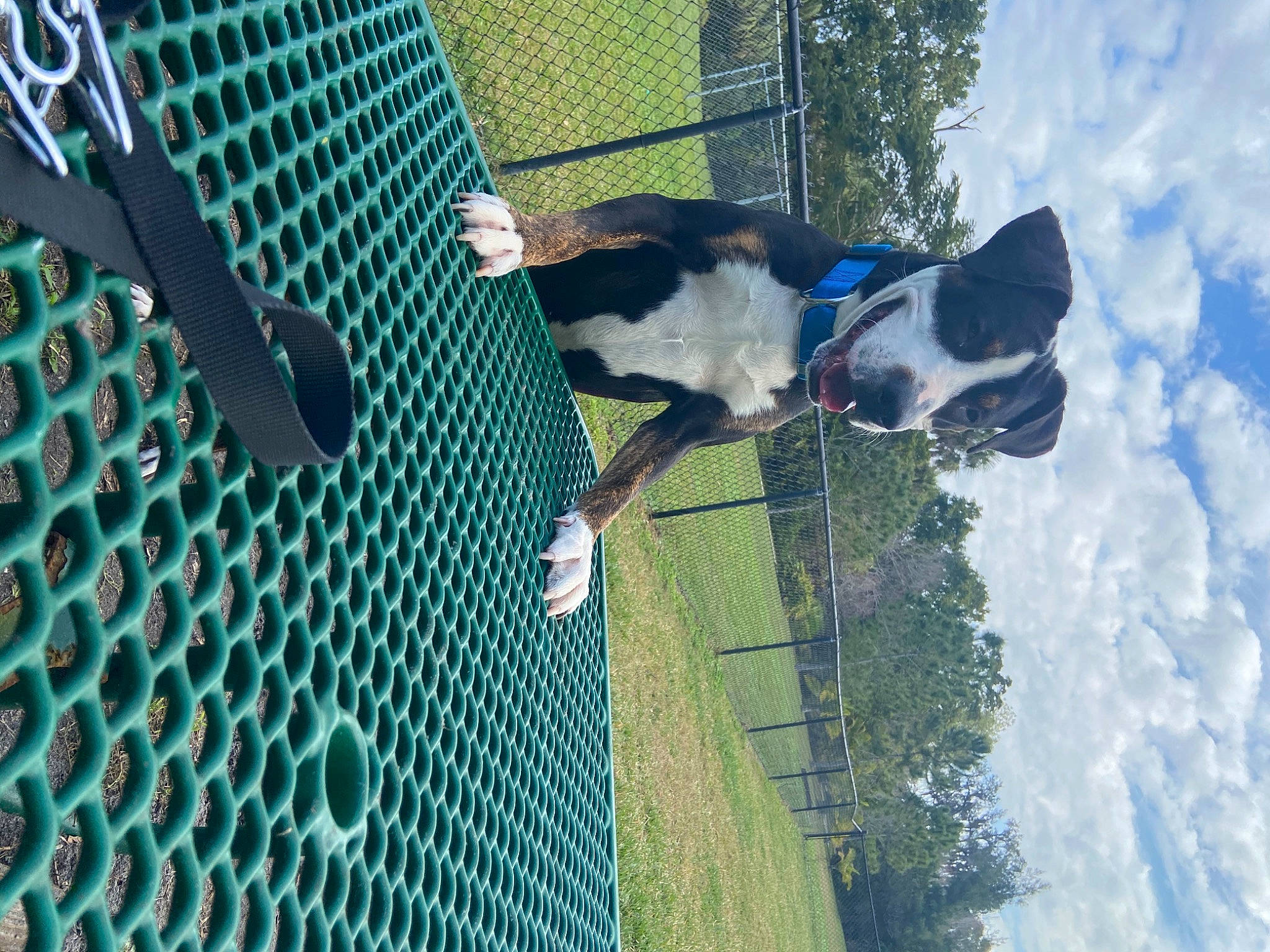 Percy is registered to the contest to win money with this photo: carnivore, chain_link_fencing, cloud, collar, companion_dog, dog, dog_breed, fence, fun, grass, green, leisure, mesh, net, plant, recreation, sky, tree, water, wire_fencing
