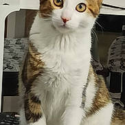 Shana participe au concours pour gagner de l'argent avec cette photo : cat, tabby_cat, white_fur, sitting, indoor, curious, pet, animal, feline, close_up, looking_at_camera, ears_up, whiskers, four_legs, domestic_cat, fur_pattern, household, remote_control, fabric, table