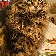 Doudou a rejoint le concours — aidez-le/la à gagner de superbes lots ! cat, fluffy, tabby, pet, feline, indoor, desk, paper, pen, can, curtain, window, fur, whiskers, claws, sitting, closeup, domestic, animal, table