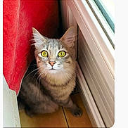 Ruby participe au concours pour gagner de l'argent avec cette photo : cat, tabby, yellow_eyes, curious, indoor, curtain, red_curtain, floor, window, pet, animal, whiskers, feline, sitting, looking, cozy, home, close_up, cute, domestic