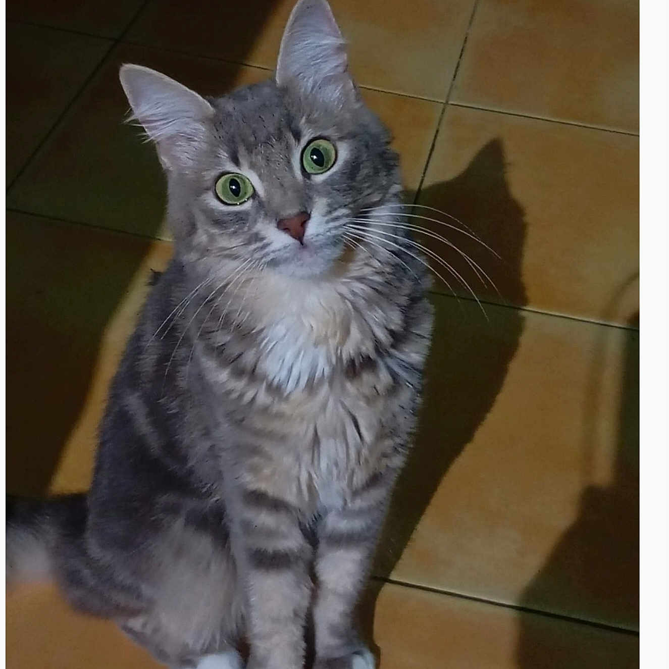 Kali a rejoint le concours — aidez-le/la à gagner de superbes lots ! cat, tabby, green_eyes, sitting, indoor, shadow, tiled_floor, curious, fur, whiskers, pet, animal, cute, domestic_cat, feline, paws, fluffy, brown, gray, white