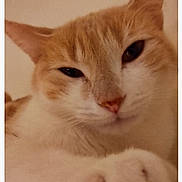 Lua participe au concours pour gagner de l'argent avec cette photo : cat, orange_cat, white_fur, close_up, paw, sleepy, pet, animal, feline, cute, domestic_cat, whiskers, nose, ears, fur, face, relaxed, indoor, portrait, mammal