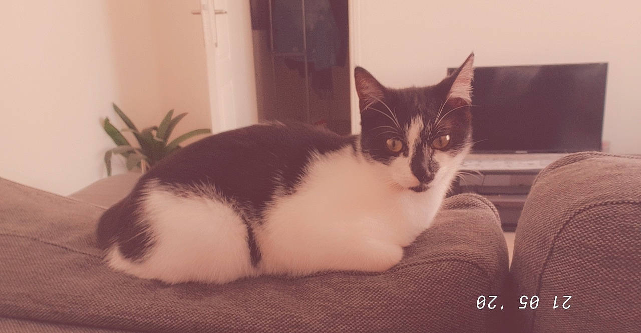 Neska a rejoint le concours — aidez-le/la à gagner de superbes lots ! aegean_cat, american_wirehair, asian, carnivore, cat, domestic_short_haired_cat, european_shorthair, eye, felidae, fur, kitten, mammal, polydactyl_cat, small_to_medium_sized_cats, tail, whiskers