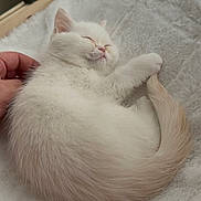 Prince is registered to the contest to win money with this photo: kitten, cat, sleeping, white_cat, pet, fur, tail, blanket, hand, human_hand, cat_bed, cozy, cute, whiskers, ears, closed_eyes, indoor, soft_texture, vertical_blinds, wooden_frame