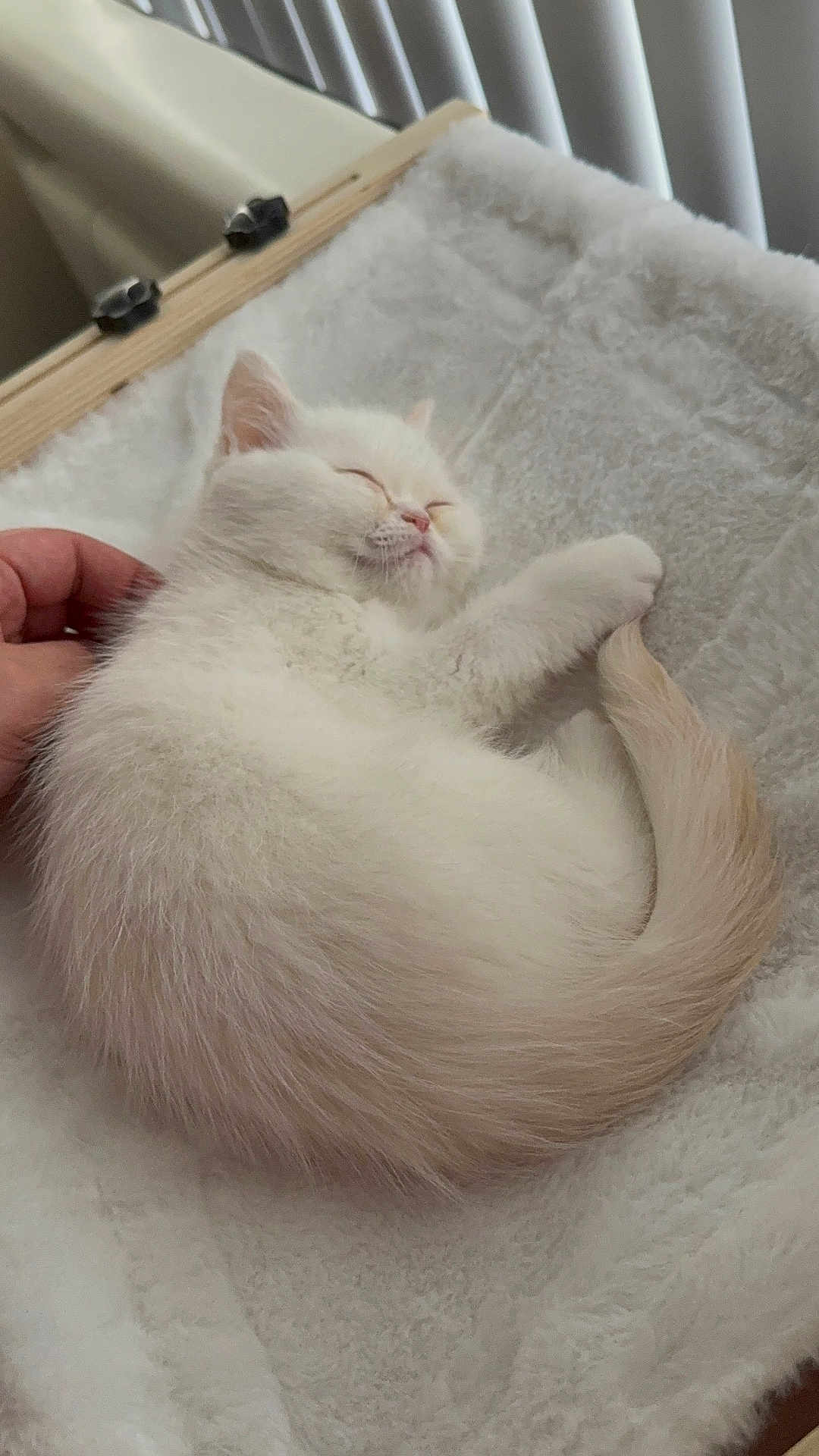 Prince is registered to the contest to win money with this photo: kitten, cat, sleeping, white_cat, pet, fur, tail, blanket, hand, human_hand, cat_bed, cozy, cute, whiskers, ears, closed_eyes, indoor, soft_texture, vertical_blinds, wooden_frame