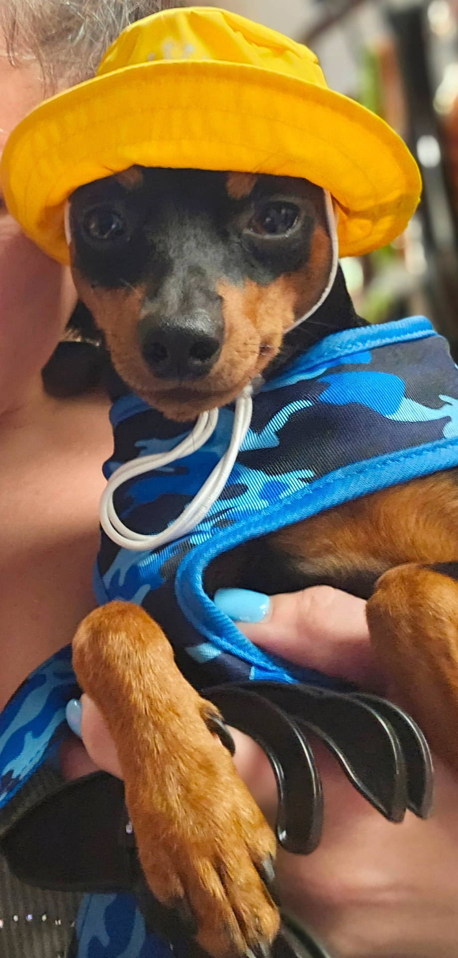 Tiny is registered to the contest to win money with this photo: animal, baseballcap, boy, canine, cap, chihuahua, child, clothing, coat, costume, dog, face, hat, head, hound, person, pet, photography, portrait, puppy