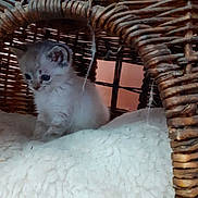 Vicky participe au concours pour gagner de l'argent avec cette photo : kitten, cat, wicker_chair, blanket, furniture, indoor, cute, small, fluffy, pet, animal, cozy, resting, curious, young, soft, brown, white, domestic, cute_animal