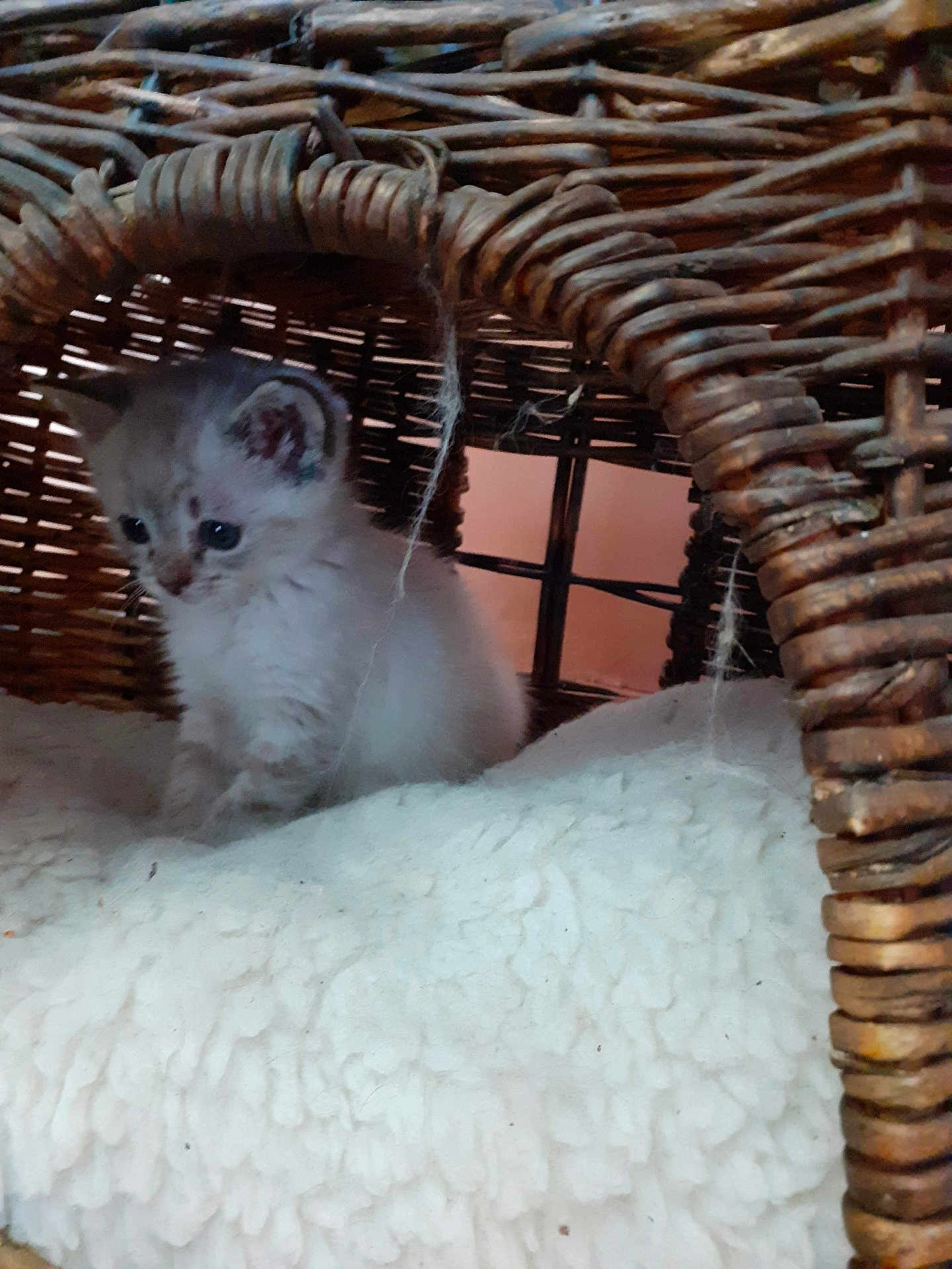 Vicky participe au concours pour gagner de l'argent avec cette photo : kitten, cat, wicker_chair, blanket, furniture, indoor, cute, small, fluffy, pet, animal, cozy, resting, curious, young, soft, brown, white, domestic, cute_animal