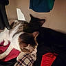 animal, black_cat, cat, clothes, cozy, domestic, fabric, fur, indoor, pattern, pet, pile, relaxing, resting, shadow, soft_light, striped, tabby_cat, texture, wall