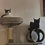 animal, black_cat, cat, cat_tree, cats, cozy, cute, domestic, feline, furniture, home, indoor, perch, pet, platform, relaxing, resting, texture, wall, white_cat