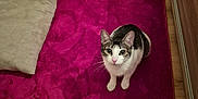Nala participe au concours pour gagner de l'argent avec cette photo : cat, pet, animal, carpet, magenta, floor, cushion, indoor, wooden_floor, furniture, curious, looking_up, whiskers, ears, sitting, domestic, cozy, home, cute, feline