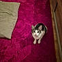 animal, carpet, cat, cozy, curious, cushion, cute, domestic, ears, feline, floor, furniture, home, indoor, looking_up, magenta, pet, sitting, whiskers, wooden_floor