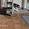 animal, black_cat, carpet, cat_toys, cat_tree, cozy, domestic, feline, flooring, furniture, household, indoor, orange_ball, pet, pets, playful, resting, scratching_post, tabby_cat, wooden_floor