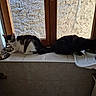 animal, black_cat, cat, domestic_cat, eating, feline, food_bowl, indoor, natural_light, pet, quiet, resting, side_view, stone_wall, tile, two_animals, white_cat, window, window_frame, windowsill