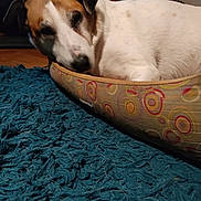 Fifille a rejoint le concours — aidez-le/la à gagner de superbes lots ! animal, bed, brown_and_white, canine, carpet, colored_bed, cozy, dog, domestic_animal, floor, furniture, indoor, living_room, pattern, pet, quiet, relaxed, resting, sleepy, texture