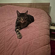 Noopy participe au concours pour gagner de l'argent avec cette photo : animal, bed, cat, cozy, digital_clock, domestic_animal, feline, headboard, home, indoor, mammal, paw, pet, pink_bedspread, quilt, relaxing, resting, sleeping_area, striped, tabby_cat