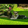 Noopy a rejoint le concours — aidez-le/la à gagner de superbes lots ! cat, dog, grass, garden, flower, sunlight, pet, tabby_cat, small_dog, outdoor, nature, greenery, relaxing, animal, fur, summer, plant, companion, laying, peaceful
