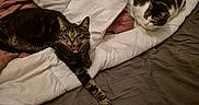 Noopy participe au concours pour gagner de l'argent avec cette photo : bed, blanket, cat, comfortable, cozy, domestic_animal, feline, fur, household, indoor, paw, pet, pillow, relaxing, resting, sleepy, striped_cat, tabby, whiskers, white_and_black_cat