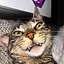 Noopy participe au concours pour gagner de l'argent avec cette photo : cat, tabby_cat, close_up, fangs, funny_face, whiskers, pet, animal, indoor, feline, cute, fur, yellow_eyes, nose, mouth, sleepy, texture, fabric, purple, playful