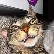 Noopy participe au concours pour gagner de l'argent avec cette photo : cat, tabby_cat, close_up, fangs, funny_face, whiskers, pet, animal, indoor, feline, cute, fur, yellow_eyes, nose, mouth, sleepy, texture, fabric, purple, playful