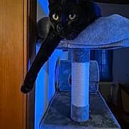 Démonia a rejoint le concours — aidez-le/la à gagner de superbes lots ! animal, black_cat, blue_light, cat, cat_tree, cozy, curious, ears, furniture, home, indoor, nighttime, paw, pet, relaxed, soft_texture, stretching, whiskers, window, wood_door