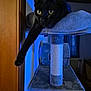 animal, black_cat, blue_light, cat, cat_tree, cozy, curious, ears, furniture, home, indoor, nighttime, paw, pet, relaxed, soft_texture, stretching, whiskers, window, wood_door