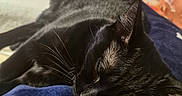 Démonia participe au concours pour gagner de l'argent avec cette photo : animal, black_cat, blanket, blue_blanket, cat, closeup, companion, cozy, domestic_cat, feline, fur, indoor, napping, pet, relaxation, rest, sleeping, soft_texture, star_pattern, whiskers