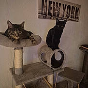 Démonia participe au concours pour gagner de l'argent avec cette photo : animal, black_cat, cat, cat_tree, cozy, domestic_animal, feline, furniture, hanging_toy, home_decor, indoor, multi_level, new_york_sign, pet, pet_toy, play_structure, relaxing, resting, tabby_cat, wall_art
