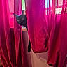 Démonia participe au concours pour gagner de l'argent avec cette photo : animal, black_cat, bright_color, cat, curious, curtain, domestic_cat, feline, hiding, home, indoor, magenta, natural_light, peeking, pet, playful, shadow, wall, window, wood_floor