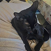 Démonia participe au concours pour gagner de l'argent avec cette photo : animal, black_cat, blanket, cat, companion, cozy, cute, domestic, feline, fur, home, indoor, licking, pattern, paw, pet, relaxed, resting, soft, table