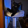animal, black_cat, blue_light, cat_tree, cozy, curious, domestic_cat, eyes, feline, furniture, home_interior, indoor, nighttime, pet, portrait, relaxed, resting, shadow, soft_texture, whiskers