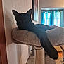 animal, black_cat, cat_bed, cat_tree, cozy, curtains, daylight, domestic_cat, feline, furniture, home, indoor, living_room, paw, pet, quiet, relaxed, resting, soft_texture, window