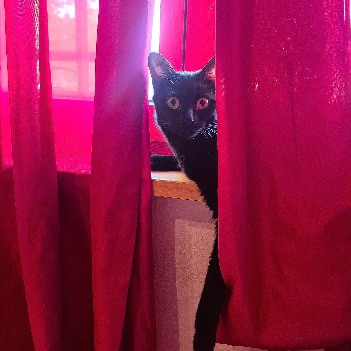 Démonia participe au concours pour gagner de l'argent avec cette photo : animal, black_cat, cat, curious, curtain, ears, feline, home, indoor, light, looking, mysterious, peeking, pet, red_curtains, room, shadow, whiskers, window, windowsill
